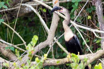 Fototapeta premium A wild anhinga eating a freshly caught armored catfish in Everglades National Park (Florida).