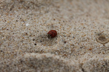 Fototapeta na wymiar Ladybug on a sandy beach