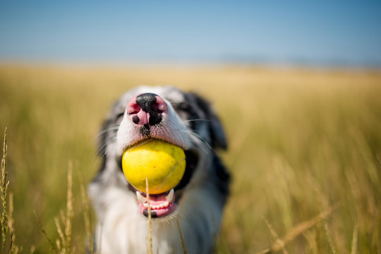 Portrait of dog border collie in field of gold with ball. a field of cereals