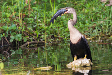A wild anhinga eating a freshly caught armored catfish in Everglades National Park (Florida).