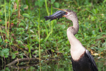 A wild anhinga eating a freshly caught armored catfish in Everglades National Park (Florida).