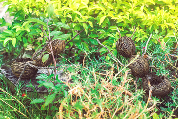 An artificial ant statue made from coconut, decorated on trees in the garden.