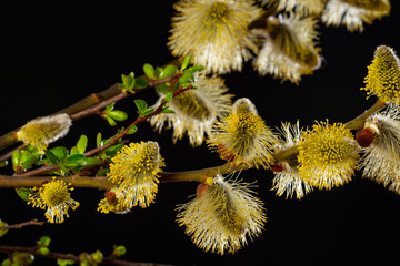 Salix caprea, goat willow, pussy willow, great sallow, close up