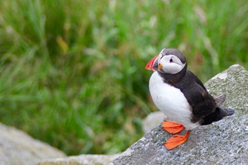 Puffin