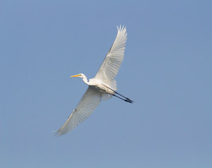 great white egret in flight