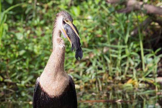 A wild anhinga eating a freshly caught armored catfish in Everglades National Park (Florida).