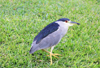 Naklejka premium Black crowned night heron on grass - Florida