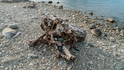 Angeschwemmtes Treibgut, Baumstamm, Holz mit Löchern durchzogen am Strand von Gravedona, Comer See