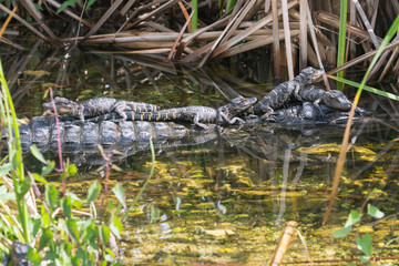 Wild baby alligators staying warm in the sun in Everglades National Park along the Shark Valley Trail (Florida).