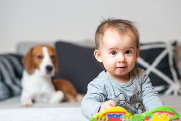 Baby with a Beagle dog in home. Family friendly dog in house.