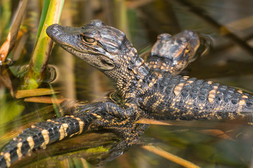 Wild baby alligators staying warm in the sun in Everglades National Park along the Shark Valley Trail (Florida).