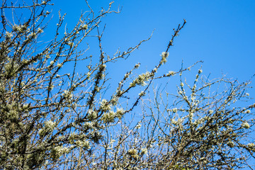 Staggley winter branches festooned with usnea beard lichen against a blue sky