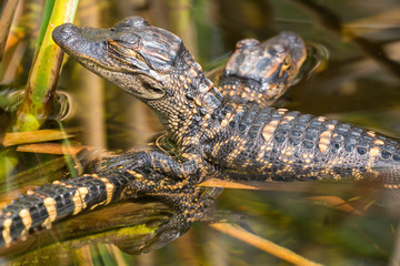 Wild baby alligators staying warm in the sun in Everglades National Park along the Shark Valley Trail (Florida).