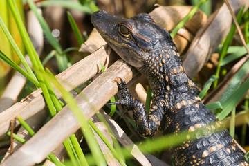 Wild baby alligators staying warm in the sun in Everglades National Park along the Shark Valley Trail (Florida).