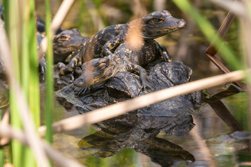 Wild baby alligators staying warm in the sun in Everglades National Park along the Shark Valley Trail (Florida).