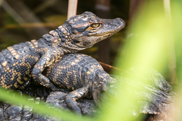 Wild baby alligators staying warm in the sun in Everglades National Park along the Shark Valley Trail (Florida).