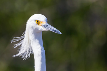 A wild snowy egret in Everglades National Park (Florida).