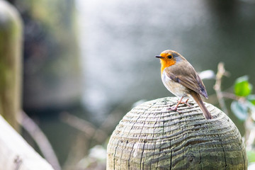 Robin (erithacus rubecula) on a post with a river in the background (landscape)