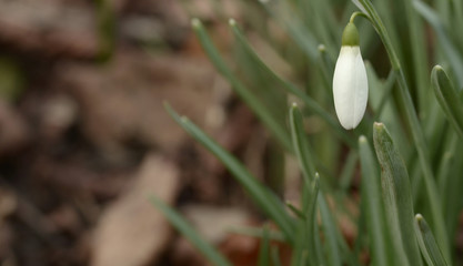 Fototapeta premium Snowdrop flowers signal change of season