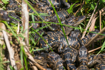 Wild baby alligators staying warm in the sun in Everglades National Park along the Shark Valley Trail (Florida).