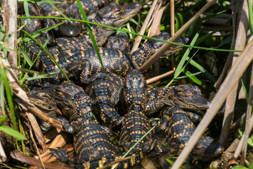 Wild baby alligators staying warm in the sun in Everglades National Park along the Shark Valley Trail (Florida).