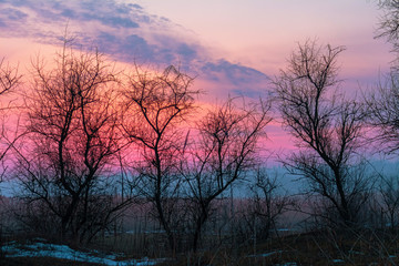 Fototapeta na wymiar Winter Trees on bright sunset landscape background