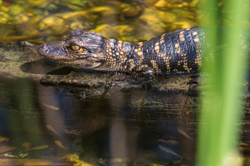 Wild baby alligators staying warm in the sun in Everglades National Park along the Shark Valley Trail (Florida).