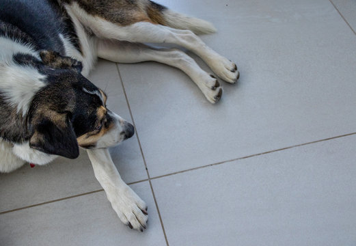 A multi-colored mixed breed dog isolated lying on a tiled floor image with copy space in landscape format