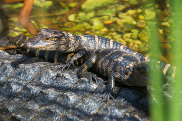 Obraz na płótnie Canvas Wild baby alligators staying warm in the sun in Everglades National Park along the Shark Valley Trail (Florida).