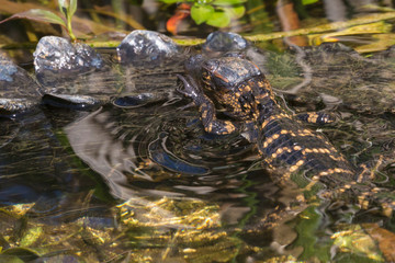 Wild baby alligators staying warm in the sun in Everglades National Park along the Shark Valley Trail (Florida).