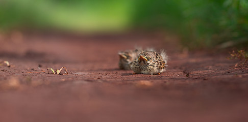 Starling chickens sitting on the ground waiting for parents and looking through your soul