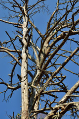 Old dry tree on blue sky background. Natural background