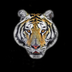 Close up Tiger face, isolated on black background.