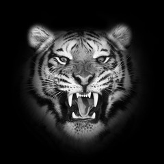 Close up Tiger face, isolated on black background.