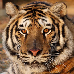 Close up Tiger face