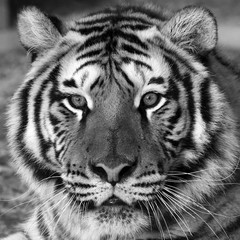 Naklejka premium Close up Tiger face