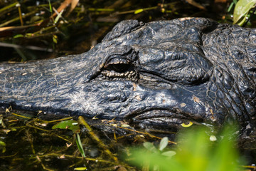 A wild alligator swimming in the waters of Everglades National Park (Florida).