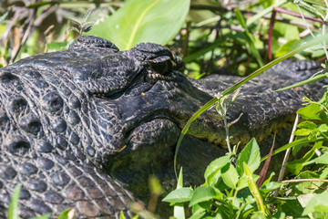 A wild alligator swimming in the waters of Everglades National Park (Florida).