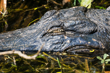 A wild alligator swimming in the waters of Everglades National Park (Florida).