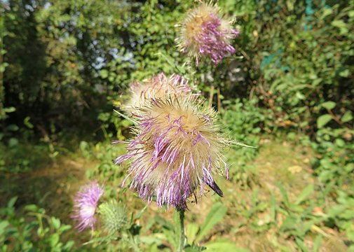 Thistle flowers in autumn garden, closeup 