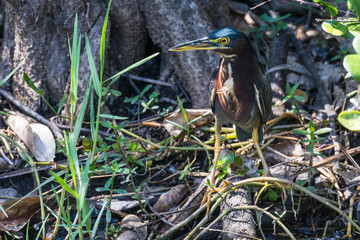 A wild green heron perched under a tree in Everglades National Park (Florida).