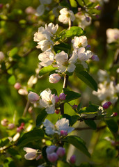 Flowers on the Apple tree. Spring blooming garden in may.