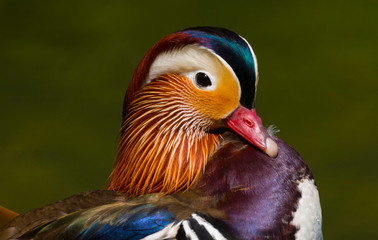 Mandarin Duck (Aix galericulata) adult male sitting by the side of a lake in Wales, UK