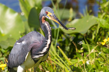 A wild tricolored heron fishing in the waters of Everglades National Park (Florida).