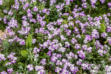 Fototapeta premium pierwszy znak kwitnących wiosennych małych fioletowych kwiatów