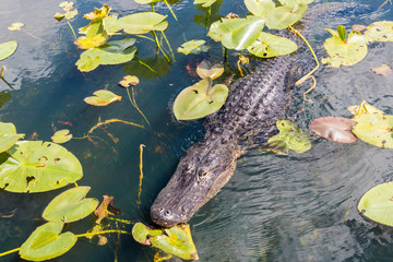A wild alligator swimming in the waters of Everglades National Park (Florida).