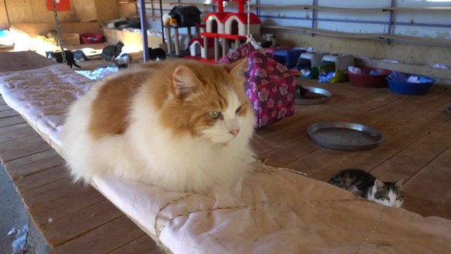 Ortaca, Turkey - 31st of January 2018: Visit to the Haydos animal shelter - 4K Red-and-white cat has fun on a swing