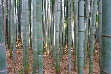 A bamboo forest in Arashiyama in Kyoto, Japan