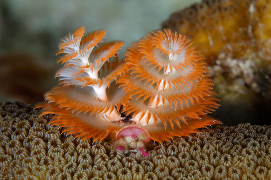 Christmas Tree Worm on a coral head