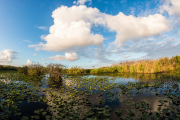 Obraz na płótnie Canvas Landscape view of Everglades National Park during the day (Florida).